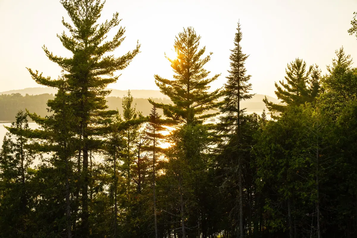 Parquet écologique : le bois certifié PEFC et FSC
